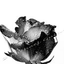 Rose 225