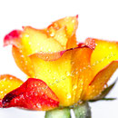 Rose 238