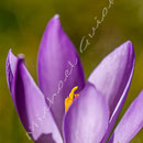 Krokus Nr.0370