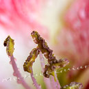 Amaryllis Nr.0344