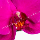 Orchidee Nr.0619