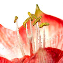 Amaryllis Nr.0340