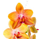 Orchidee Nr.0651