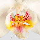 Orchidee Nr.0614