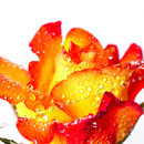 Rose 222