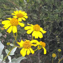 ♔ Jojoba and Brittlebush Native Wildflower