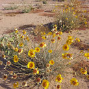 ♔ Desert Marigold Native Wildflower and Orange Desert Globemallow