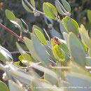 ♔ Jojoba and bee