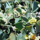 ♔ Jojoba and bee