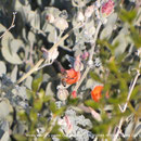 ♔ Jojoba, Orange Desert Globemallow and bee