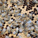 Brutwabe mit Pflegebienen
