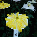 新宿御苑の一文字菊・管物花壇には菊の御紋になった菊もありました。　　・平なる菊の御紋の菊の花（和良）