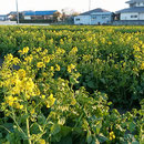 藍住町では宅地化が進み、この菜の花畑の隣も宅地になっていました。　　・菜の花や隣の畑も宅地へと（和良）