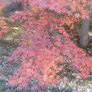 旧芝離宮恩賜庭園の冬紅葉は真っ赤なものもあり、輝いて見えました。　　・冬紅葉真っ赤や恩賜庭園に（和良）