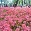 埼玉県日高市の巾着田曼珠沙華公園には500万本の曼珠沙華があります。　・曼珠沙華浄土となりし巾着田（和良）