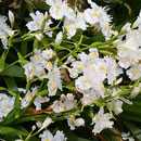 徳島市中央公園の著莪の花は徳島城址を明るくしていました。　　　　　　・著莪咲いて城址明るくなりにけり（和良）