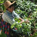 Koffieboer Fair Trade