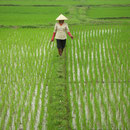 Rijstveld in Vietnam