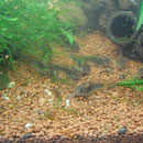 Kinderstube - Aqua-Steffi