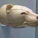 Wasserspeier aus Knossos im Archäologischen Museum von Heraklion, Kreta, Griechenland
