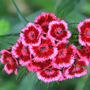 Bauernblumen
