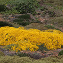 gelbe Blumen auf dem Küstenplateau 