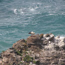 Storchennest, Capo Sardaos