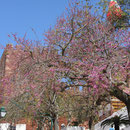 blühender Baum m.Burg,Selvis