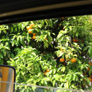 Orangen zum Pflücken vom Fenster aus