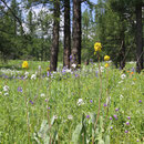 Blumenwiese im Altai