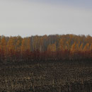 Herbstwald mit Sonnenblumenfeld