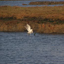 Möwe mit Beute, Carrasqueira