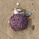 Seeigel