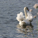 Schwan beim Trocknen