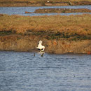Möwe mit Beute, Carrasqueira