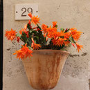 Blumenschmuck in Monte Rosso