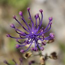 schöne Blume auf der Pietra