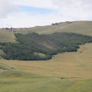 Unser erster Wald in der Mongolei 