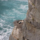 Storchennest, Capo sardaos