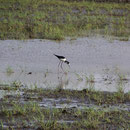 Wasservogel bei Carrasqueira