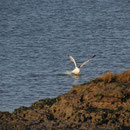 Möwe bei der Jagd, Carrasqueira