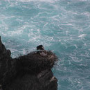 Storchennest, Capo Sardaos