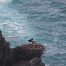 Storchennest, Capo sardaos