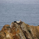 Storchennest, Capo Sardaos