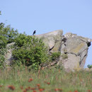 Krähe auf Felsen großer Feldberg