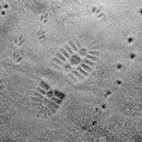 fritte très fine permettant de faire des traces