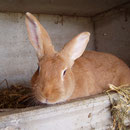 Abricot