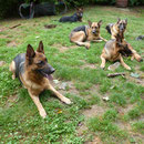 Kole,Flie,Hissi,Cini und Cayenne