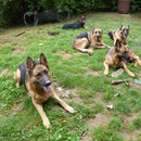 Kole,Flie,Hissi,Cini und Cayenne