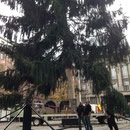 Der Weihnachtsbaum schwebt ein
